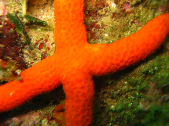 Marthasterias glacialis ed Ophidiaster ophidianus